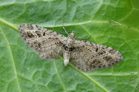 Attēlu rezultāti vaicājumam “Eupithecia exiguata”