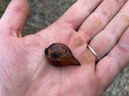 Attēlu rezultāti vaicājumam “Juglans ailanthifolia”