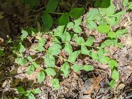 Attēlu rezultāti vaicājumam “Veronica scutellata bud”