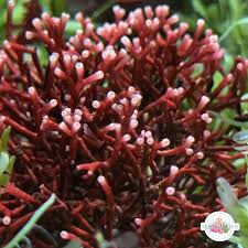 Attēlu rezultāti vaicājumam “Lycogala roseosporum macro”