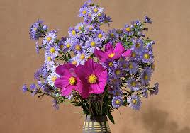 Image result for Aster