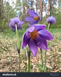 Attēlu rezultāti vaicājumam “Pulsatilla pratensis flower”