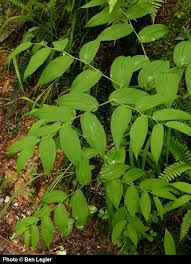 Attēlu rezultāti vaicājumam “Stemonitopsis aequalis (var. aequalis) stalked”