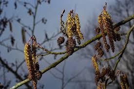 Attēlu rezultāti vaicājumam “Alnus glutinosa female flower”