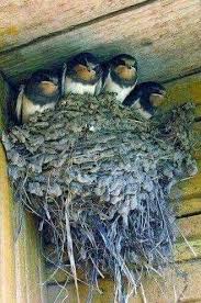 Attēlu rezultāti vaicājumam “Hirundo rustica nest”