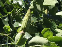Attēlu rezultāti vaicājumam “Liriodendron tulipifera fruit”