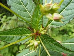 Attēlu rezultāti vaicājumam “Impatiens glandulifera leaf”