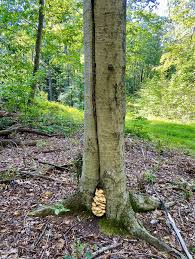 Attēlu rezultāti vaicājumam “Sclerophora pallida”