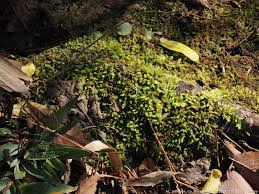 Attēlu rezultāti vaicājumam “Mnium lycopodioides”