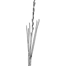 Attēlu rezultāti vaicājumam “Triglochin palustre”