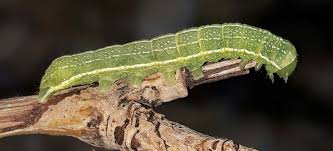 Attēlu rezultāti vaicājumam “Orthosia incerta”