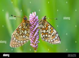Attēlu rezultāti vaicājumam “Boloria eunomia upperside”