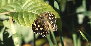 Attēlu rezultāti vaicājumam “Pararge aegeria upperside”