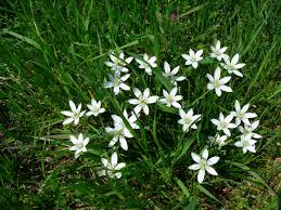 Attēlu rezultāti vaicājumam “Ornithogalum umbellatum flower”