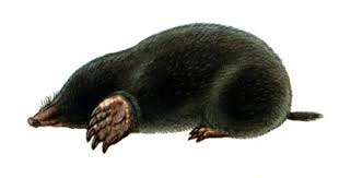 Attēlu rezultāti vaicājumam “Talpa europaea”