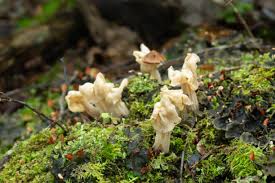 Attēlu rezultāti vaicājumam “Helvella crispa”