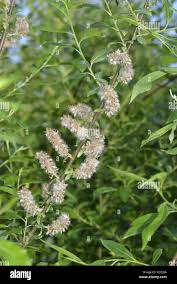 Attēlu rezultāti vaicājumam “Salix pentandra flower”