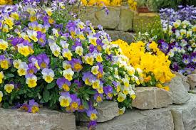 Image result for Hornveilchen