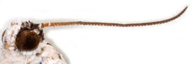 Attēlu rezultāti vaicājumam “Hedya salicella”