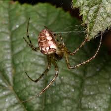 Attēlu rezultāti vaicājumam “Metellina segmentata”