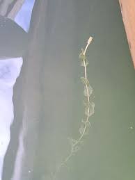 Attēlu rezultāti vaicājumam “Potamogeton perfoliatus leaf”