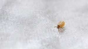 Attēlu rezultāti vaicājumam “Acari”