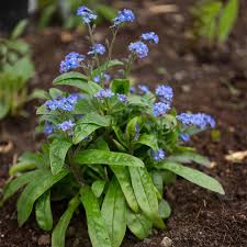 Image result for Vergissmeinnicht