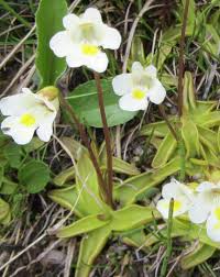 Attēlu rezultāti vaicājumam “Lentibulariaceae”