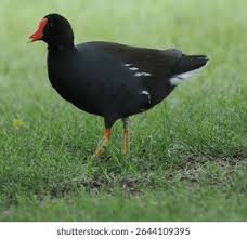 Attēlu rezultāti vaicājumam “Gallinula chloropus”