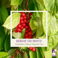 Attēlu rezultāti vaicājumam “Schisandra chinensis”