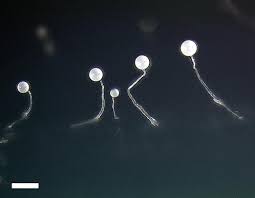 Attēlu rezultāti vaicājumam “Lamproderma violaceum stalked”