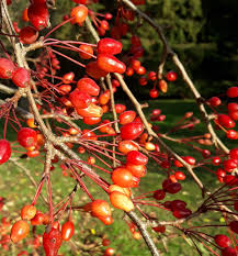 Attēlu rezultāti vaicājumam “Malus baccata fruit”