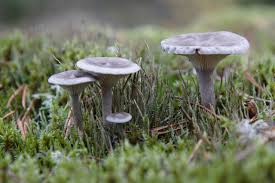 Attēlu rezultāti vaicājumam “Cantharellula umbonata”