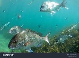Image result for Pagrus auratus