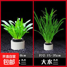 「水蘭」的圖片搜尋結果