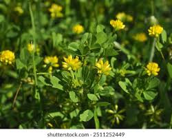 Attēlu rezultāti vaicājumam “Trifolium dubium fruit”