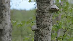 Attēlu rezultāti vaicājumam “Phellinus populicola”