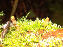 Attēlu rezultāti vaicājumam “Uromyces dactylidis”