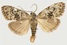 Attēlu rezultāti vaicājumam “Nolidae”