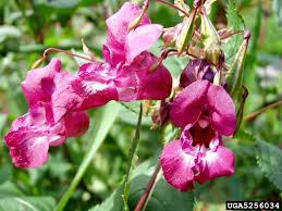 Image result for Impatiens glandulifera