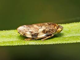 Attēlu rezultāti vaicājumam “Philaenus spumarius nymph”