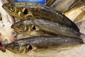 Image result for Trachurus trachurus