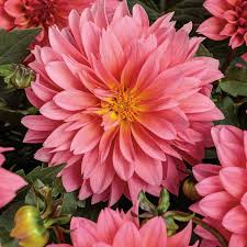 Image result for Dahlia hybrid.