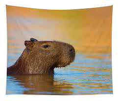 Attēlu rezultāti vaicājumam “Hydrochoerus hydrochaeris”