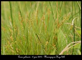 Attēlu rezultāti vaicājumam “Carex pulicaris”