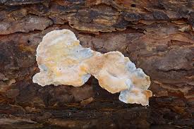 Attēlu rezultāti vaicājumam “Skeletocutis stellae”