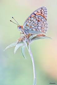 Attēlu rezultāti vaicājumam “Argynnis niobe”