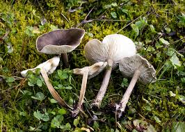 Image result for Melanoleuca rasilis var. pseudoluscina