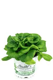 Image result for Pflücksalat