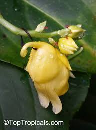 Attēlu rezultāti vaicājumam “Impatiens parviflora fruit”